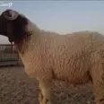 الصورة الأولى