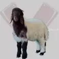 الصورة الأولى