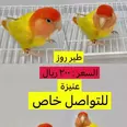 الصورة الأولى