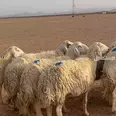 الصورة الأولى