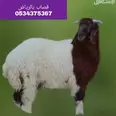First Image