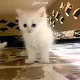 الصورة الأولى