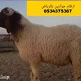 الصورة الأولى
