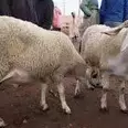 الصورة الأولى