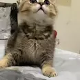 الصورة الأولى