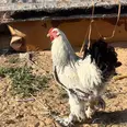 الصورة الأولى
