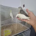 الصورة الأولى