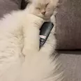 الصورة الأولى