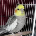 الصورة الأولى