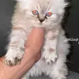 الصورة الأولى