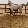 الصورة الأولى