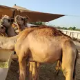 الصورة الأولى