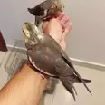 الصورة الأولى