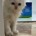 الصورة الأولى