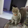 الصورة الأولى