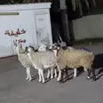الصورة الأولى
