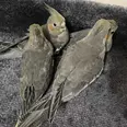 الصورة الأولى