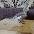 الصورة الأولى