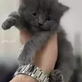 الصورة الأولى