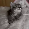 الصورة الأولى