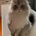 الصورة الأولى