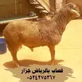 الصورة الأولى