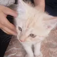 الصورة الأولى