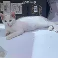 الصورة الأولى