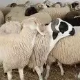 الصورة الأولى