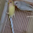 الصورة الأولى