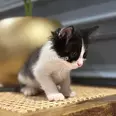 الصورة الأولى