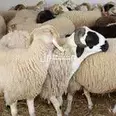 الصورة الأولى