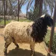 الصورة الأولى