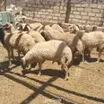 الصورة الأولى