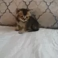 الصورة الأولى