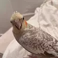 الصورة الأولى