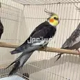 الصورة الأولى