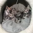 الصورة الأولى