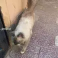 الصورة الأولى
