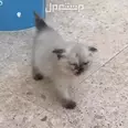 الصورة الأولى