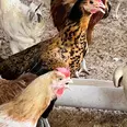 الصورة الأولى