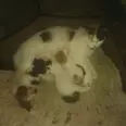 الصورة الأولى