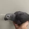 الصورة الأولى