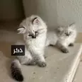 الصورة الأولى