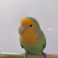 الصورة الأولى