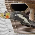 الصورة الأولى