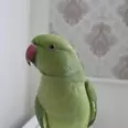 الصورة الأولى