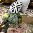 الصورة الأولى