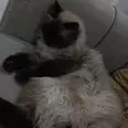 الصورة الأولى