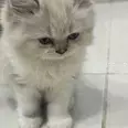 الصورة الأولى